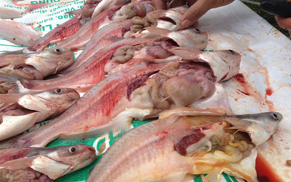 Bệnh c&aacute; giống